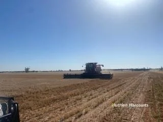 Additional image 11 of * Magenta Aggregation, Balranald NSW 2715