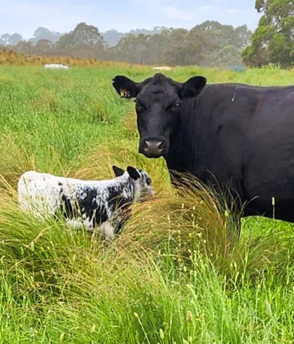 148 Ferndale Road, Coolumbooka NSW 2632