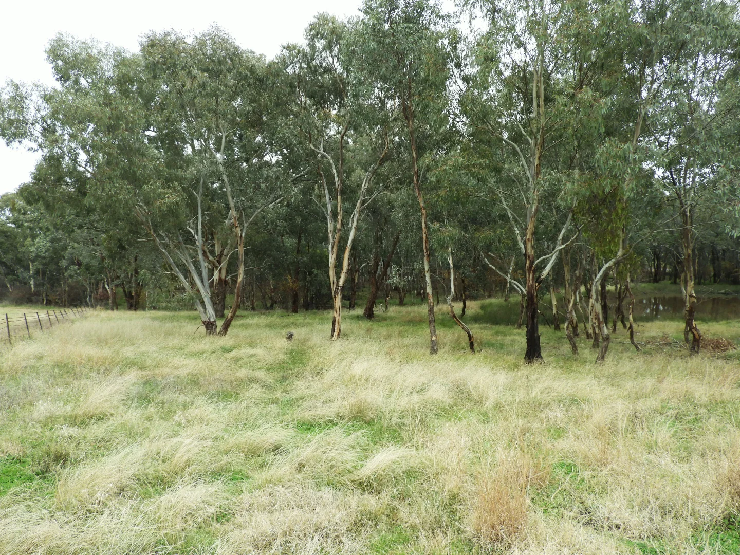 Additional image 5 of Part 4735 Olympic Highway, Young NSW 2594