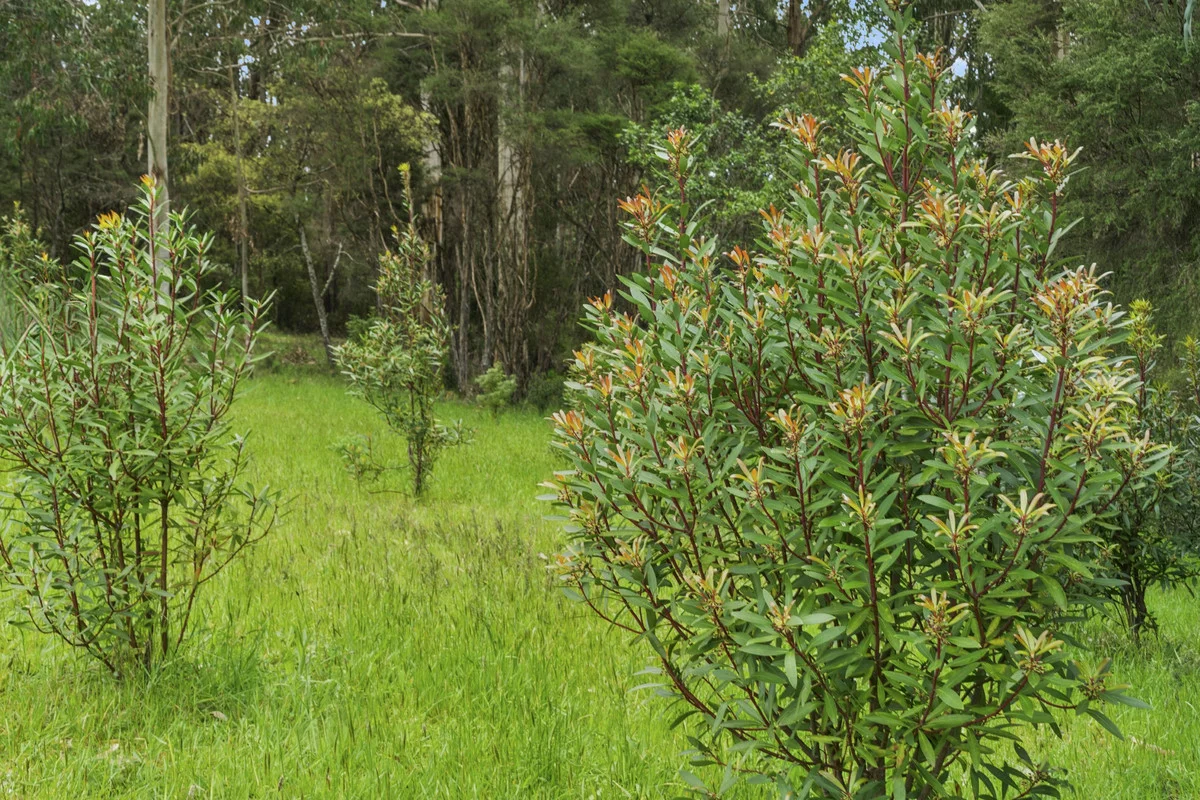 Additional image 16 of 640 Forrest-Apollo Bay Road, Barramunga VIC 3249