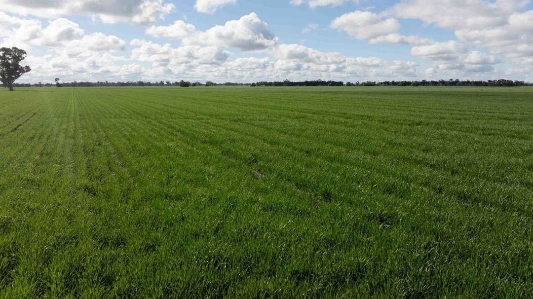 Additional image 10 of Cheecome and Carols, Moree NSW 2400