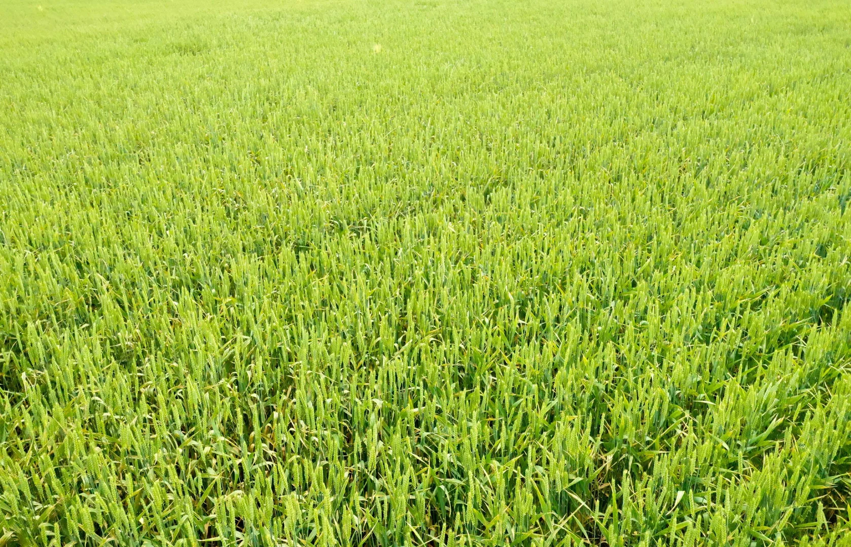 Additional image 8 of 69 Ercildoune Lane South, Forbes NSW 2871