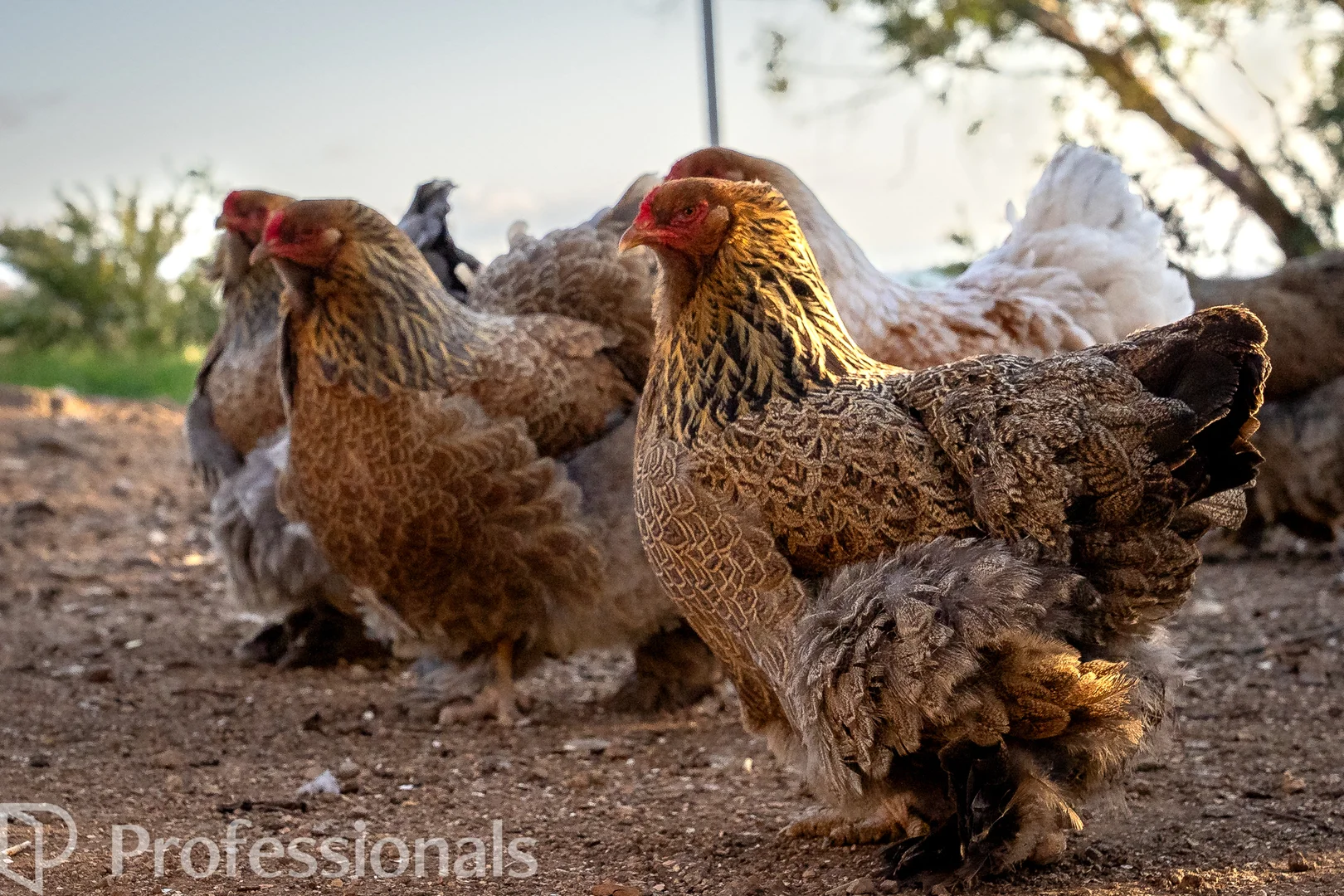 Additional image 47 of 361 Dicksons Lane, Orange NSW 2800