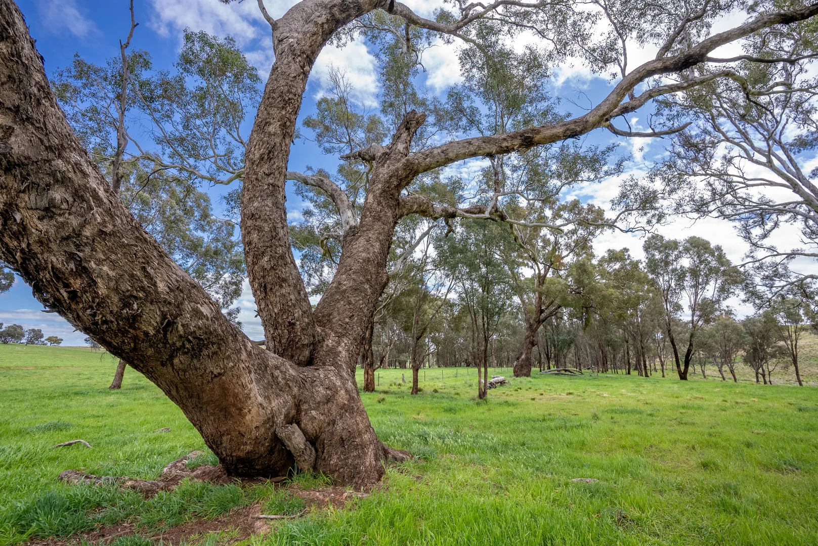 Additional image 25 of 'Cronga Peak' 157 Cronga Peak Road, Molong NSW 2866