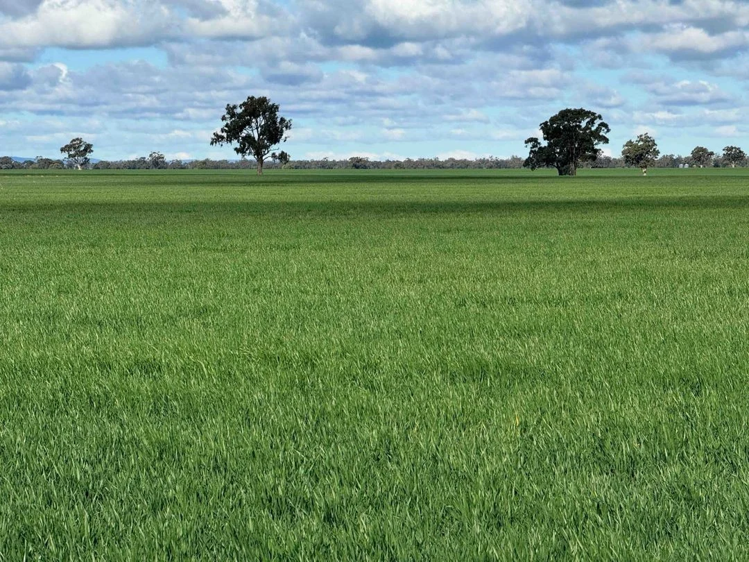 Additional image 12 of Cheecome and Carols, Moree NSW 2400