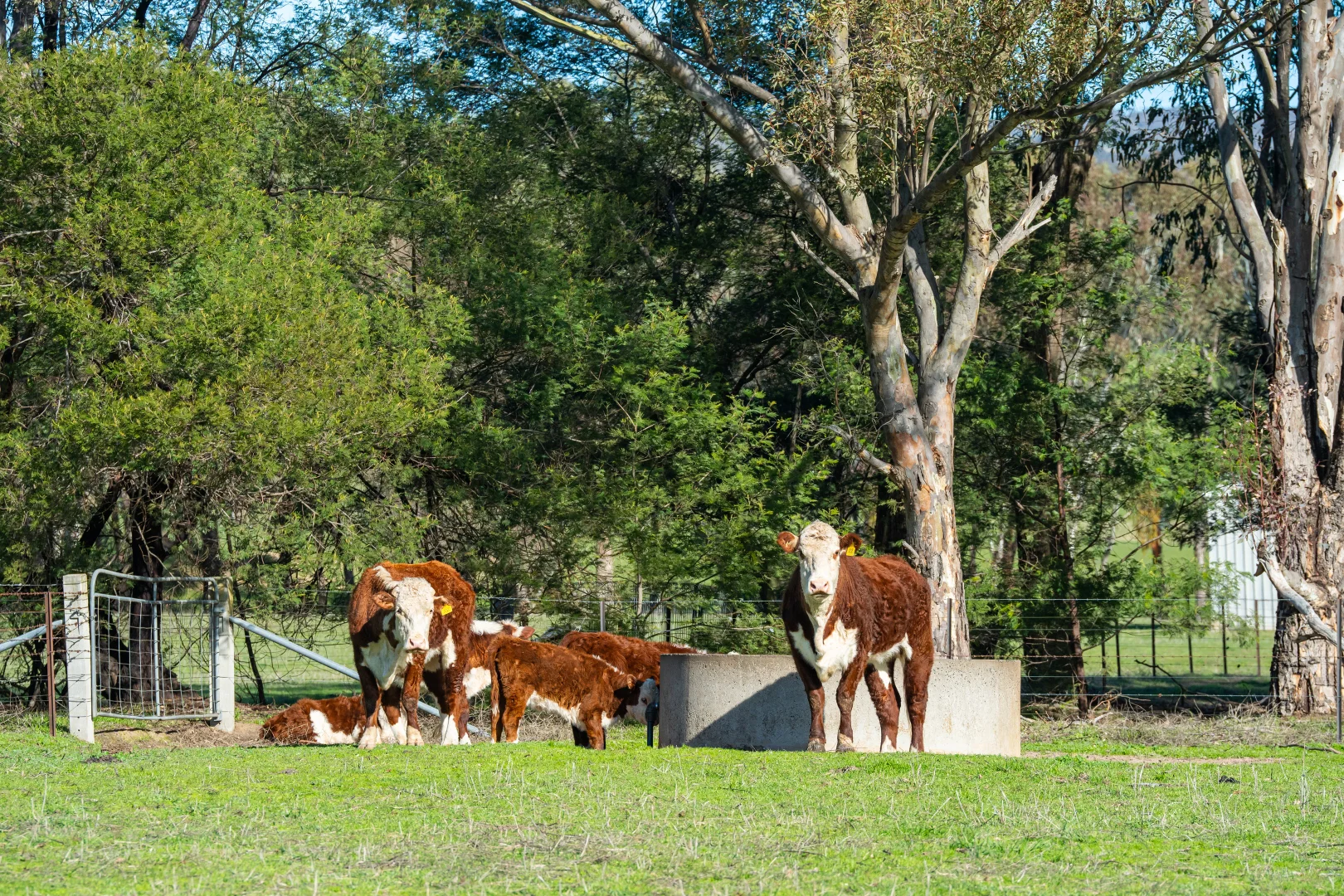 Additional image 37 of 3972 Murray River Road, Bungil VIC 3691