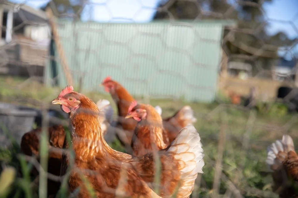 Additional image 31 of 20 Mills Lane, Gordon VIC 3345