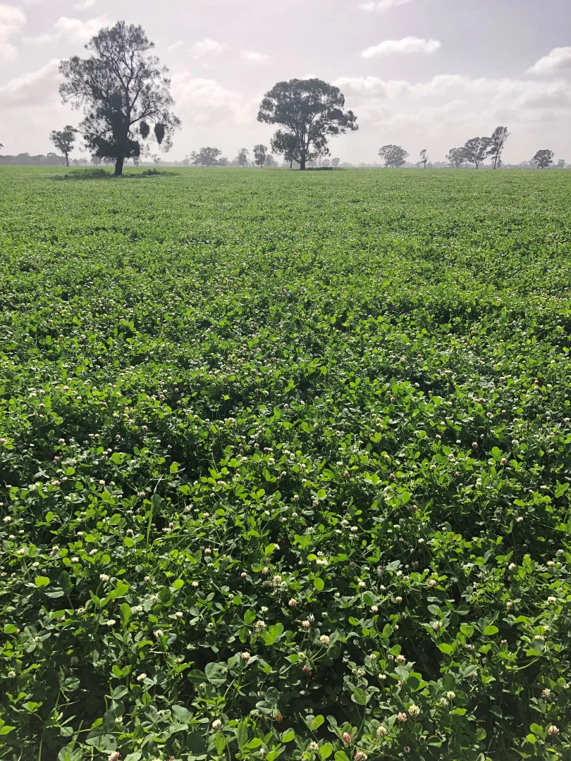 Additional image 5 of 1898 Patyah Road, Edenhope VIC 3318