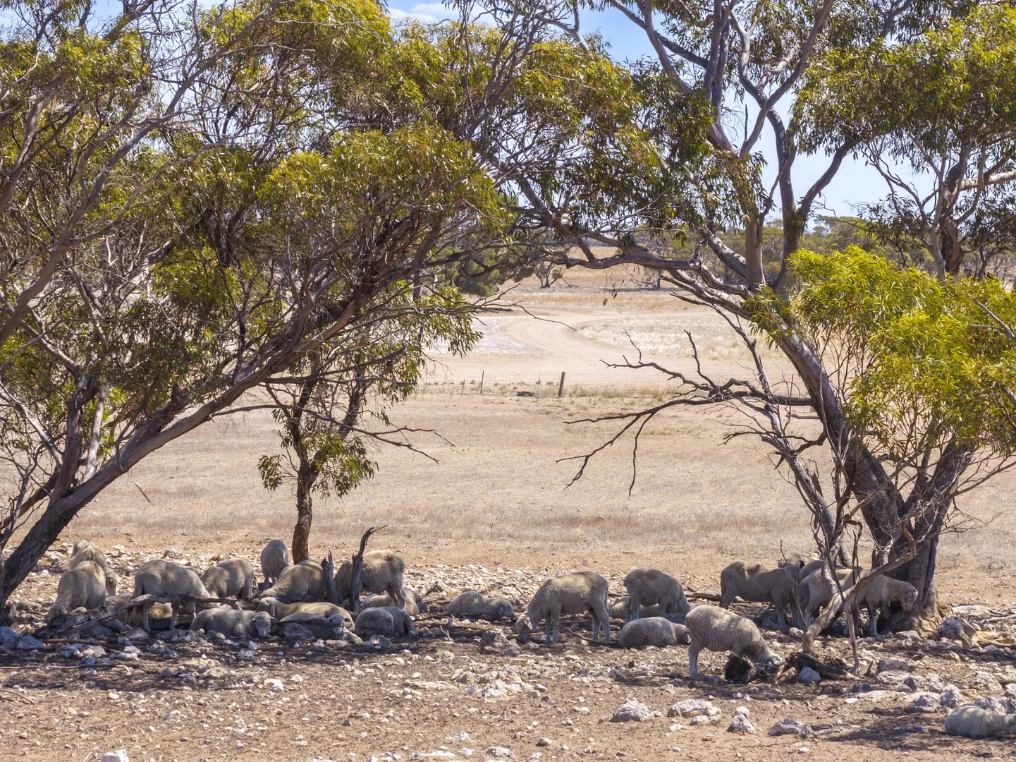 Additional image 9 of 1225a McEvoy Road, Chandada SA 5680