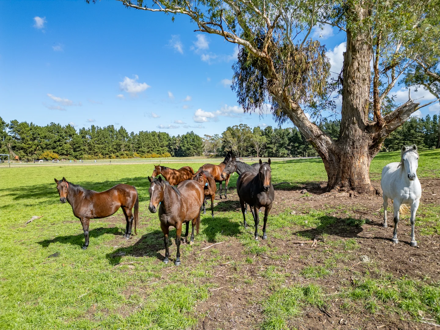 Additional image 6 of 543 Aberbaldie Road, Walcha NSW 2354