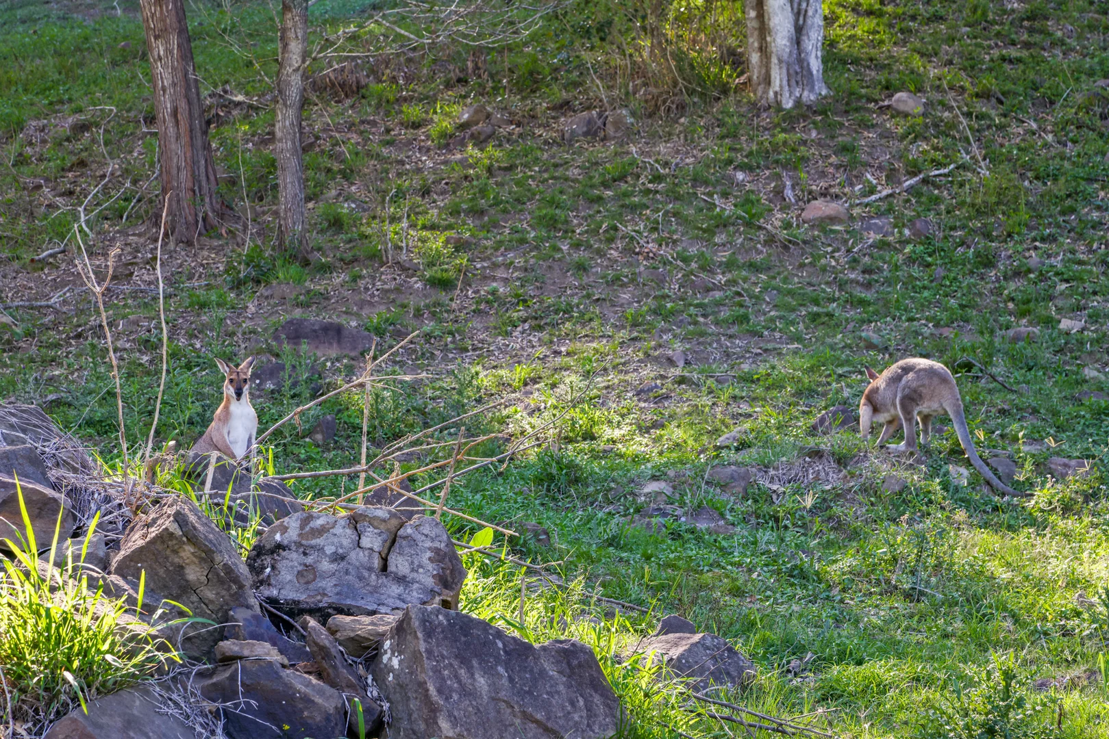 Additional image 20 of 66 Double Crossing Road, Canungra QLD 4275