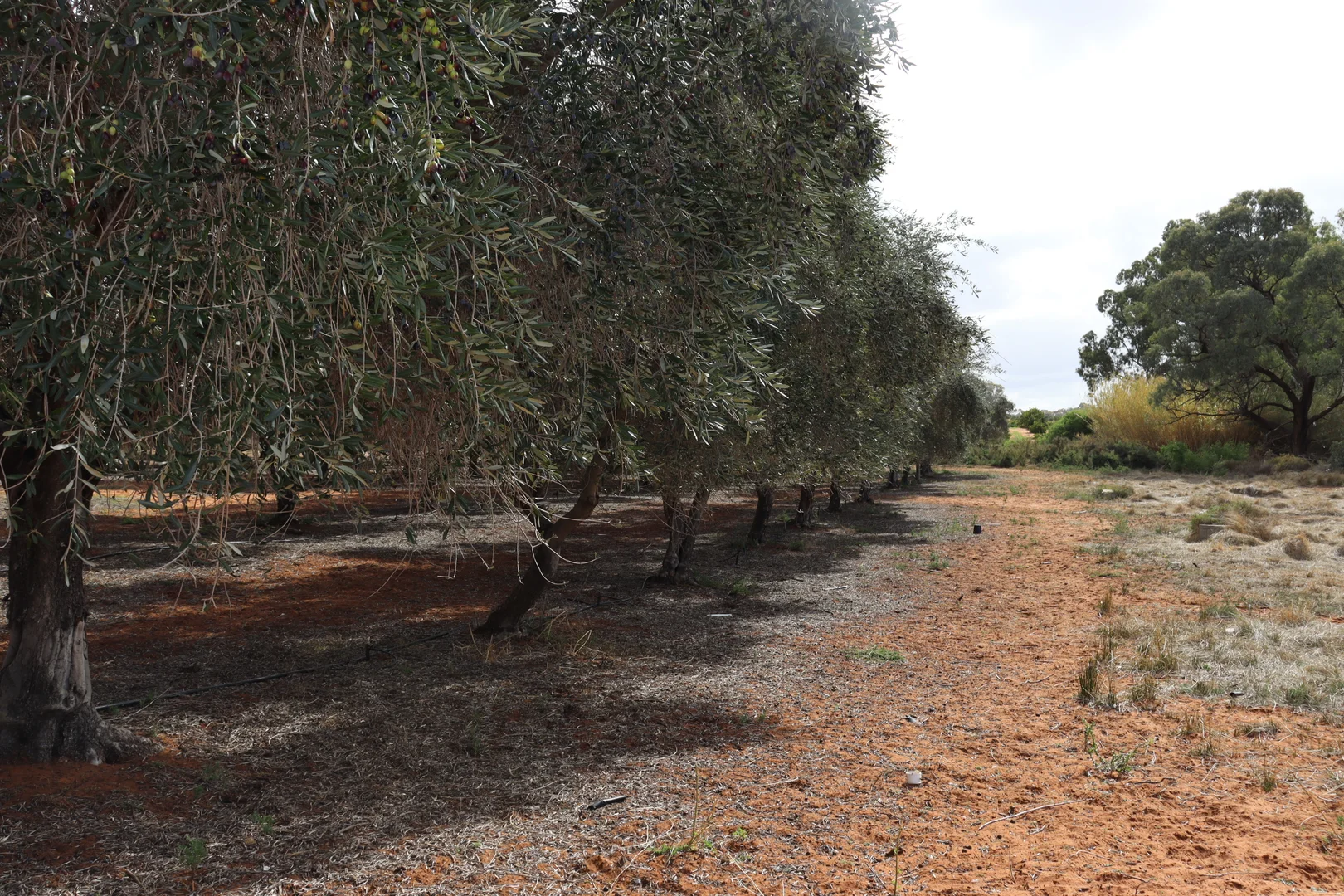 Additional image 37 of 334 Katarapko Crescent, Winkie SA 5343