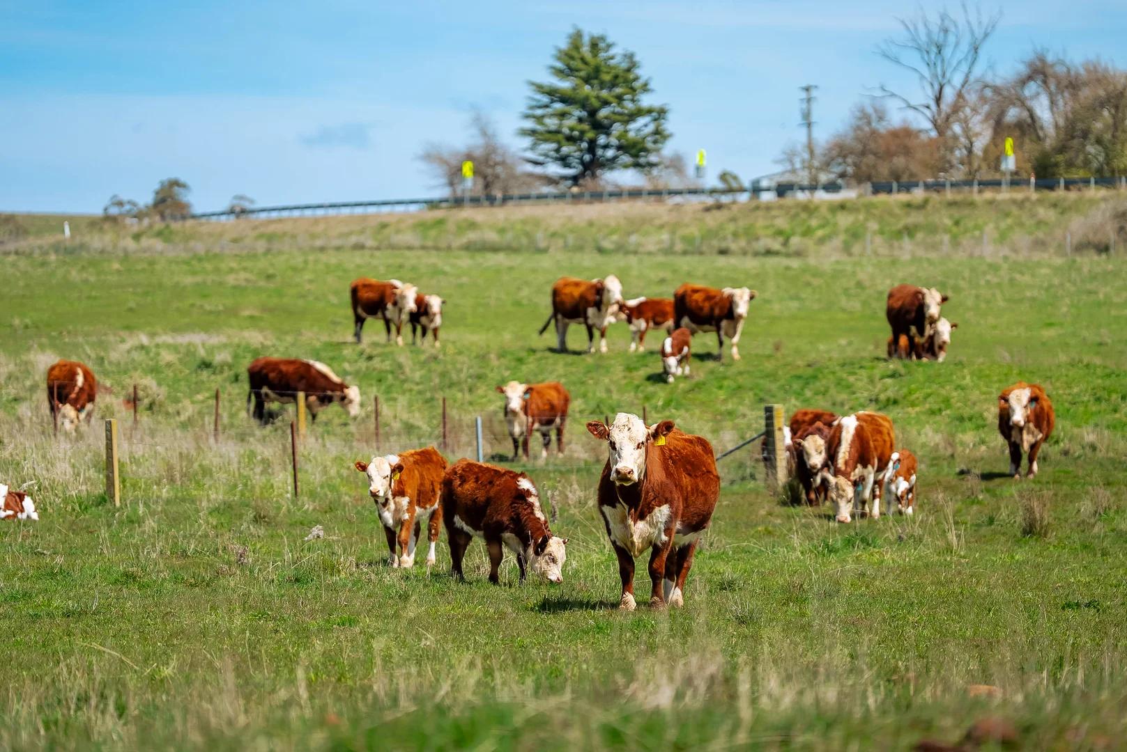 Additional image 5 of 30 Hillcrest Road, Myrtleville NSW 2580