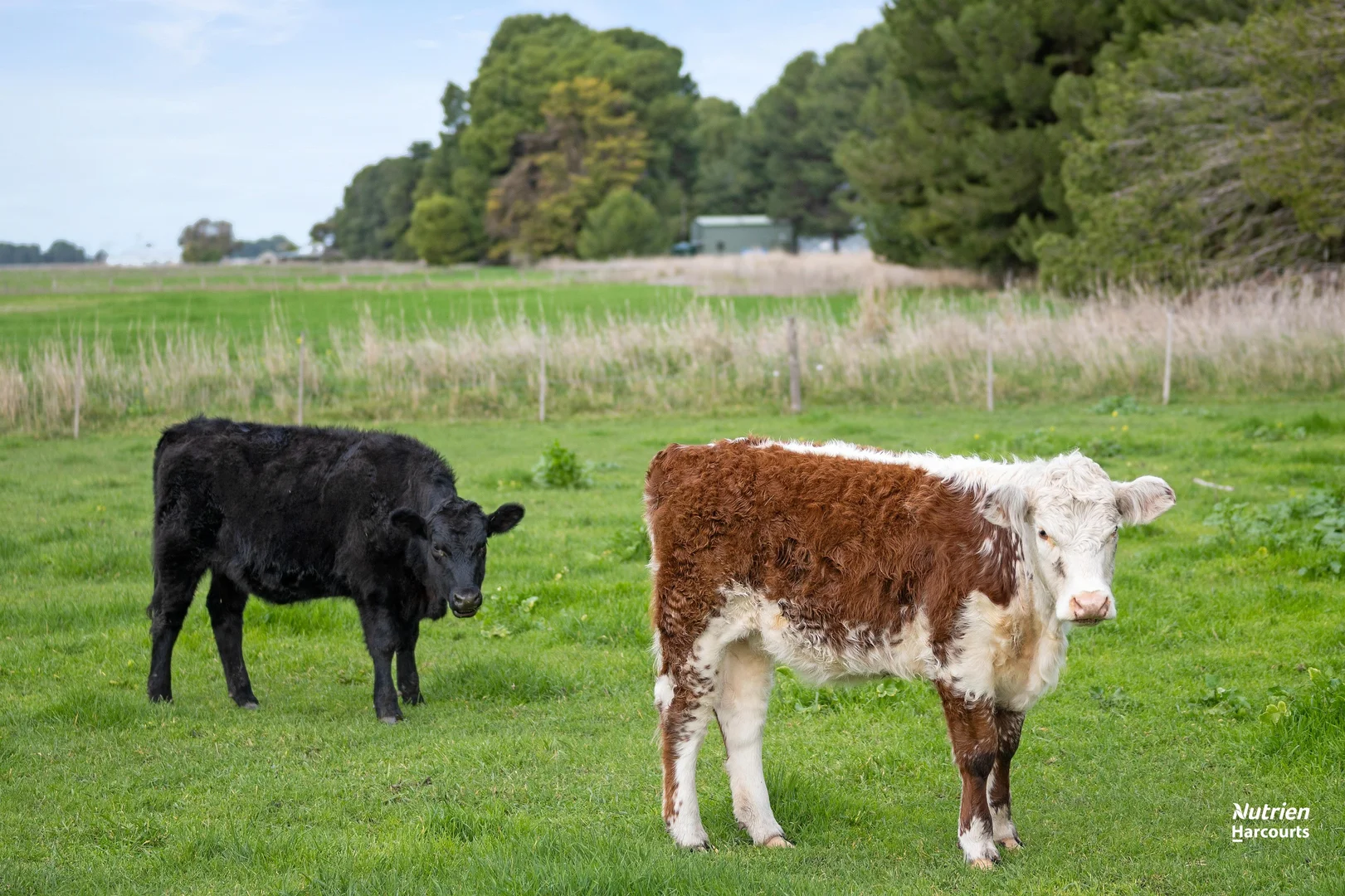 Additional image 10 of 29255 Princes Highway, Millicent SA 5280