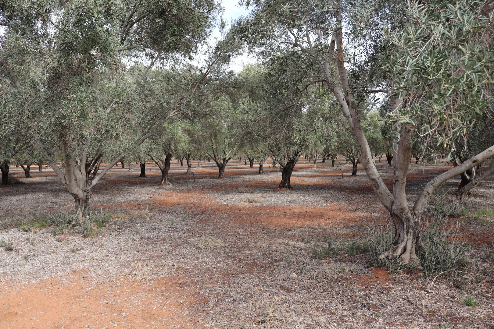 Additional image 24 of 334 Katarapko Crescent, Winkie SA 5343