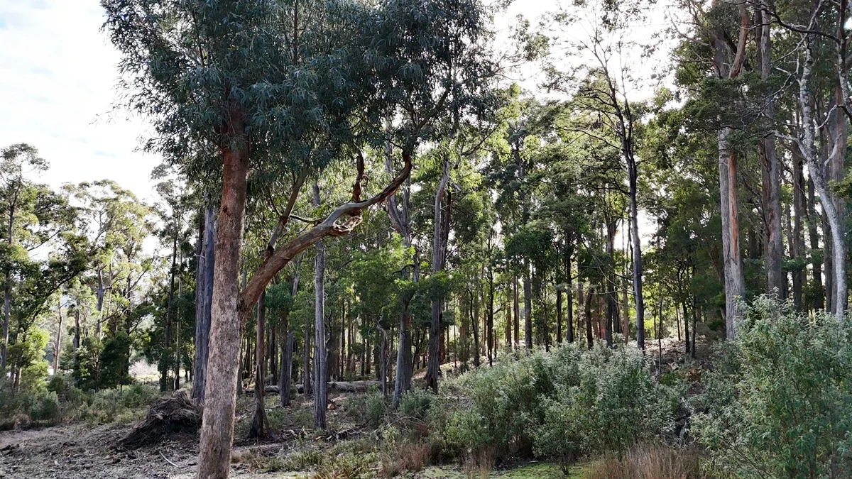 Additional image 31 of 105 McCoys Road, Claude Road TAS 7306