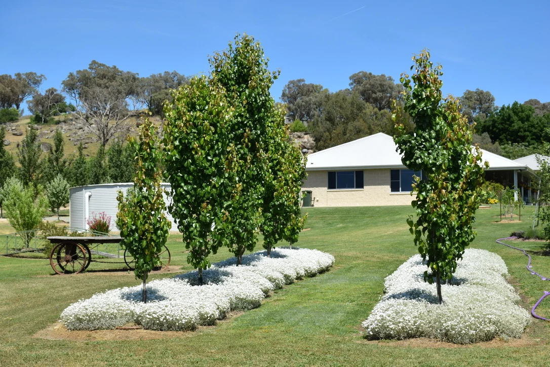 Additional image 32 of 14 Goldview Close, Young NSW 2594