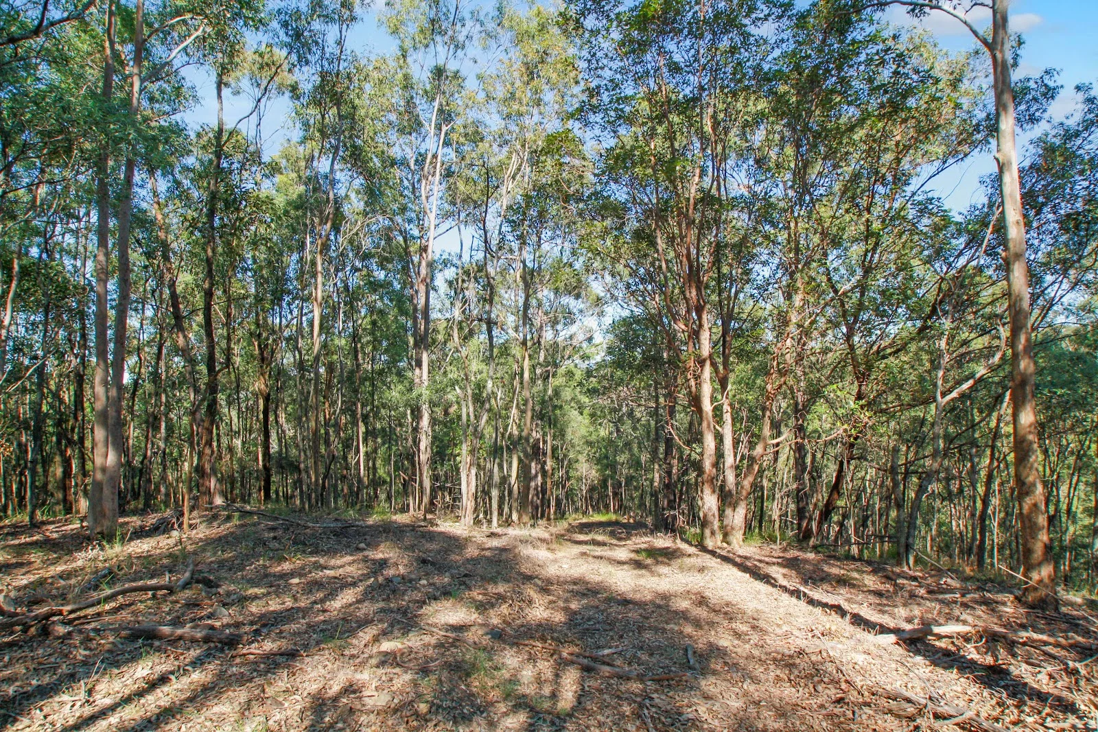 Additional image 19 of 94 Holyrood Road, Maudsland QLD 4210