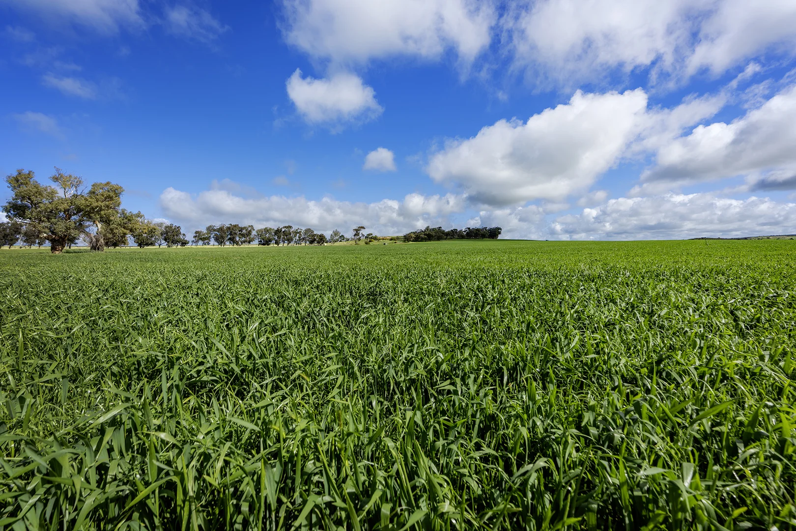 Additional image 6 of 829 Nabawa Northampton Road, Hickety WA 6532