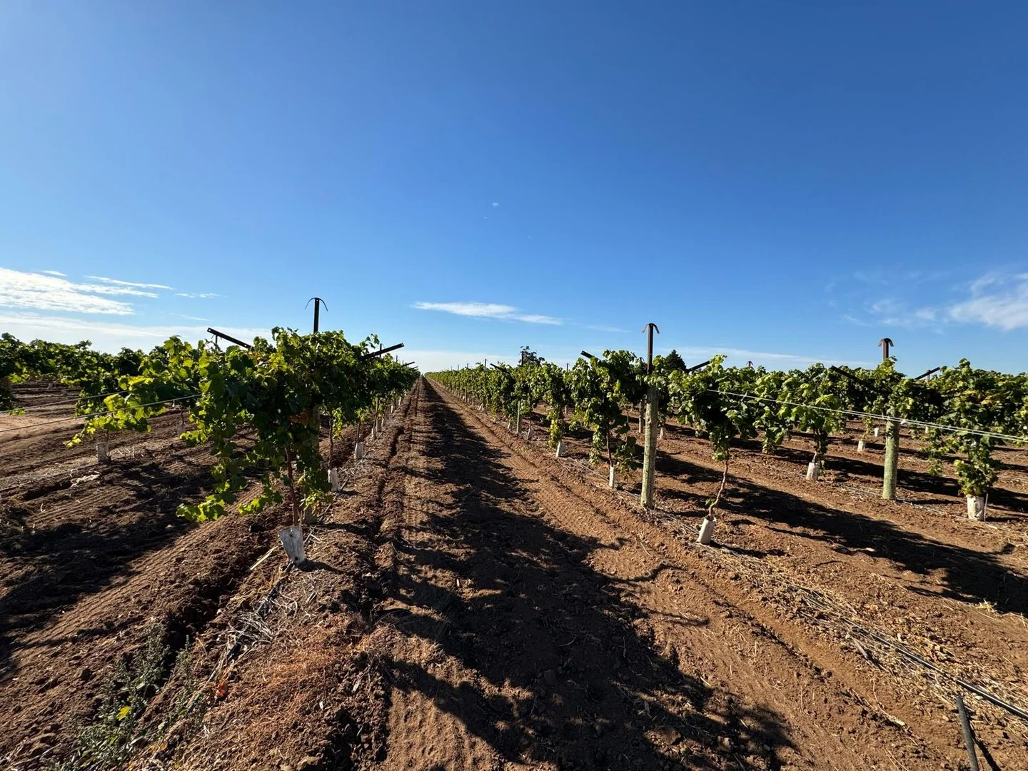 231 Falkiner Avenue, Tresco VIC 3583