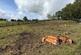 Additional image 33 of Llanfihangel, Llanfyllin, Powys, SY22