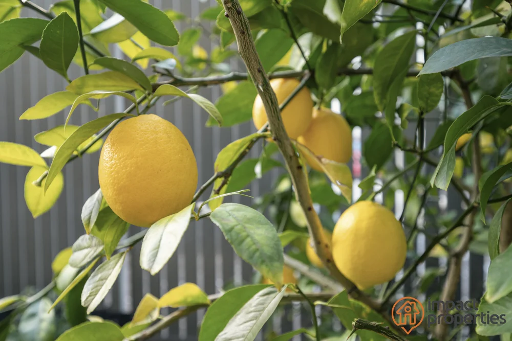 Additional image 14 of Franklin ACT 2913