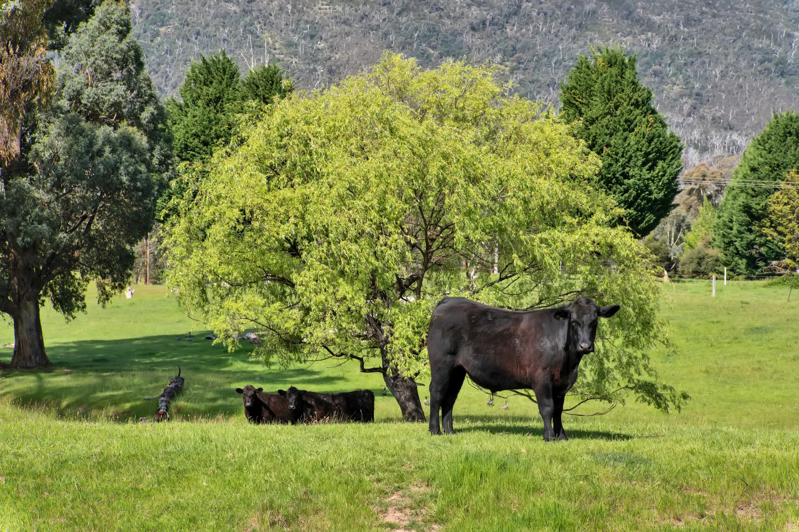 Additional image 25 of 2781 Maroondah Highway, Taggerty VIC 3714