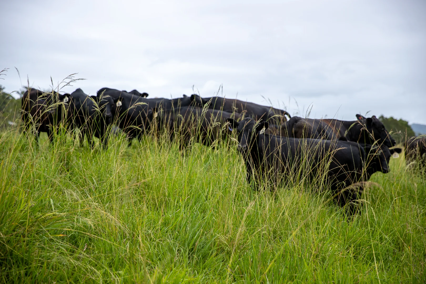 Additional image 24 of 300 Martells Road, Bellingen NSW 2454
