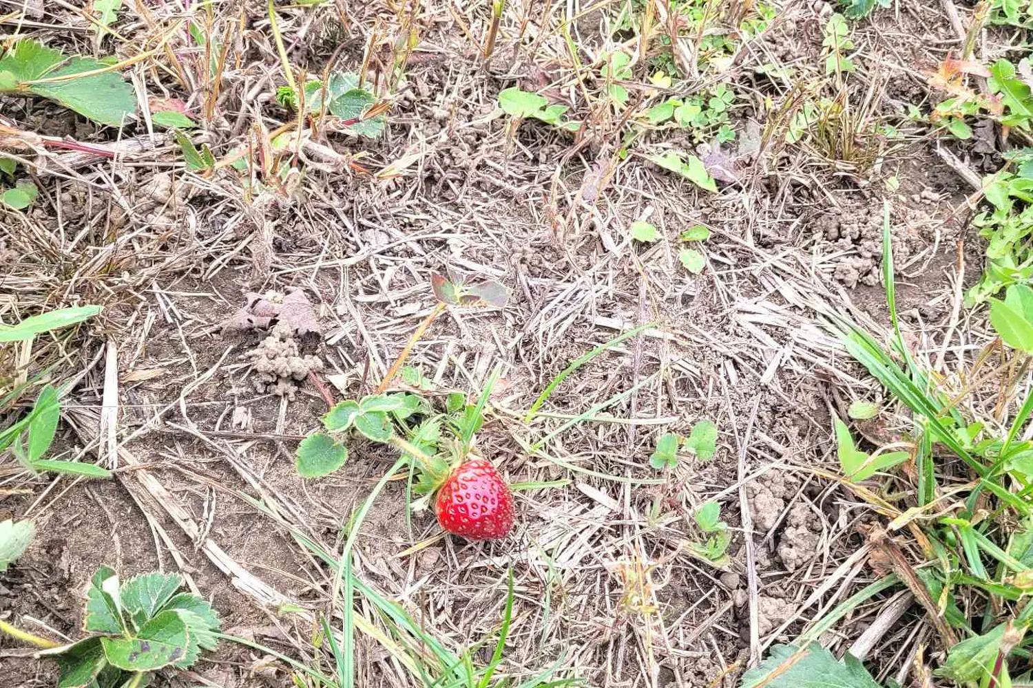Additional image 15 of 1726 4Th Concession Road