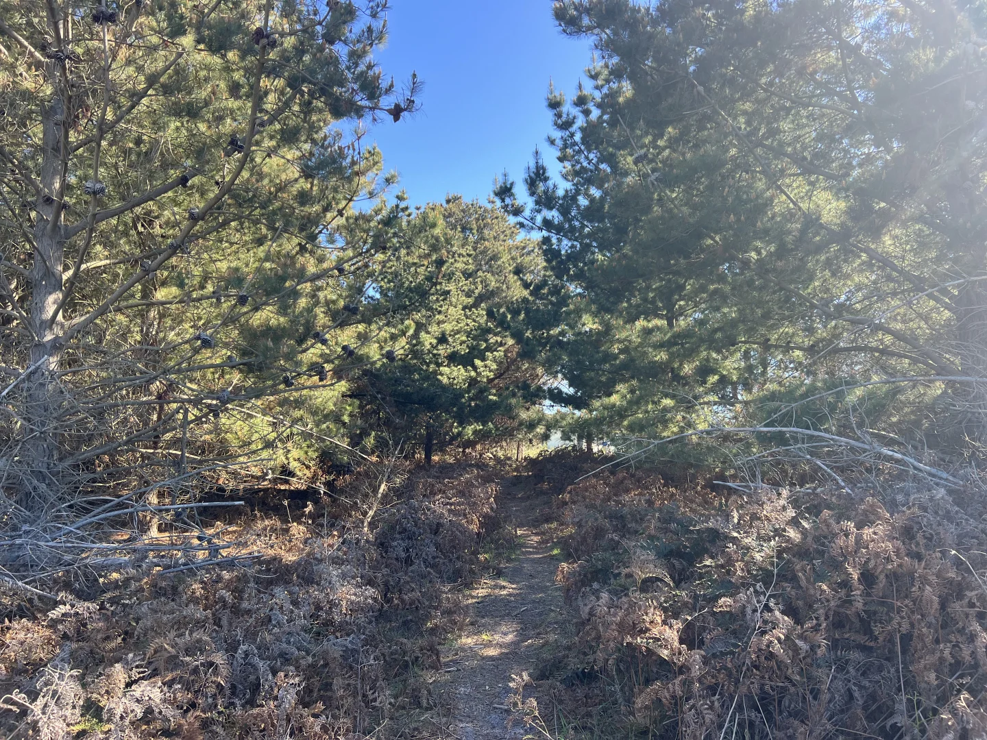 Additional image 5 of 4 & 5 Bertram Street, Naracoopa TAS 7256