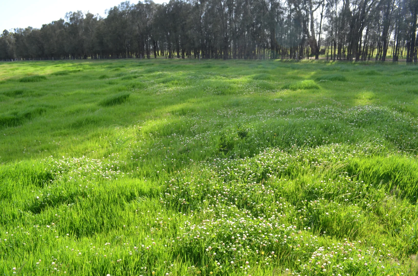 Additional image 3 of 1898 Patyah Road, Edenhope VIC 3318