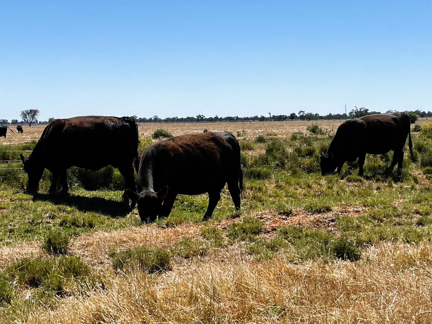 Additional image 6 of 8499 Murray Valley Highway, Kerang East VIC 3579