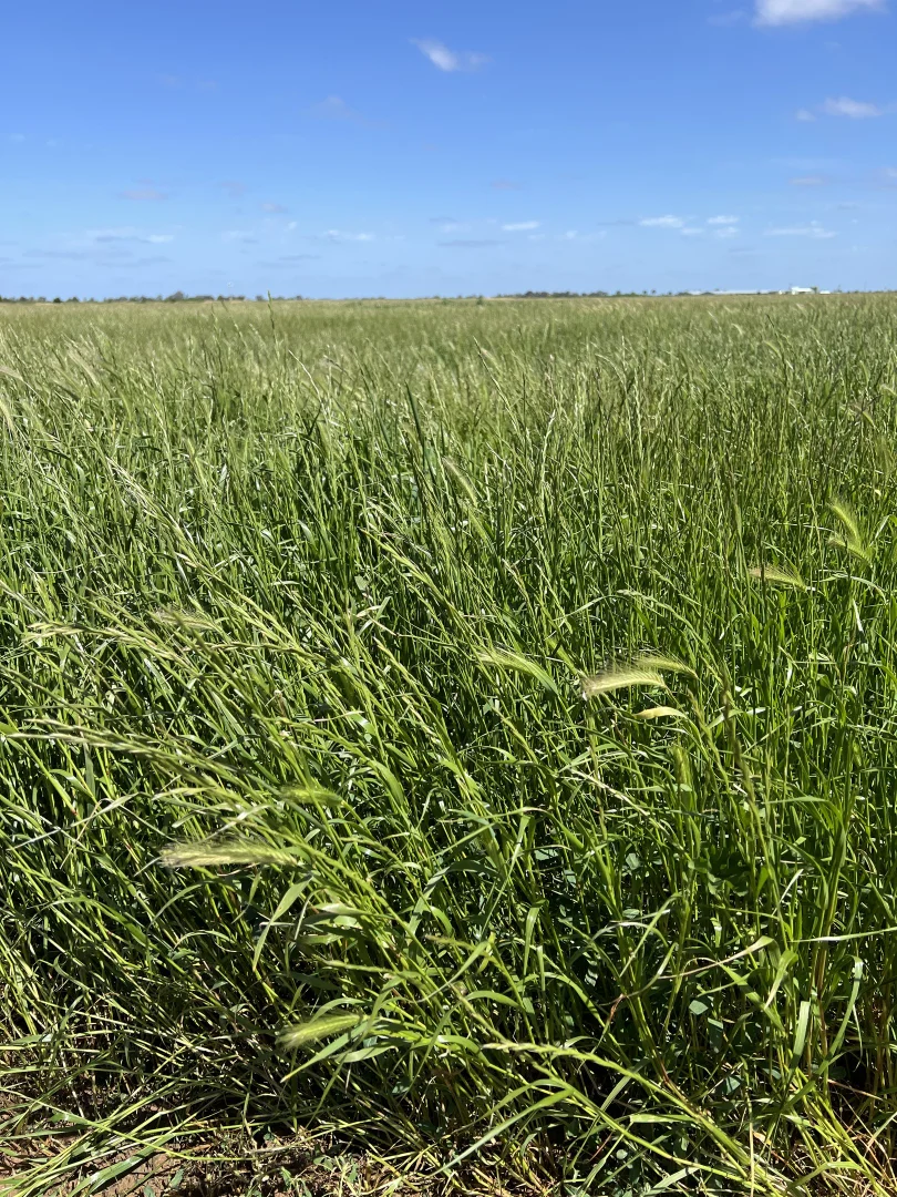 Additional image 5 of 8499 Murray Valley Highway, Kerang East VIC 3579