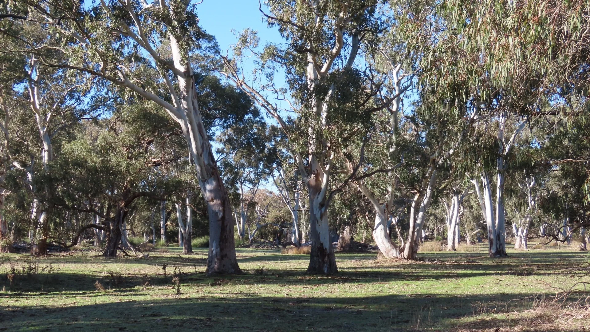 225 Coles-Killanoola Road, Coles SA 5272