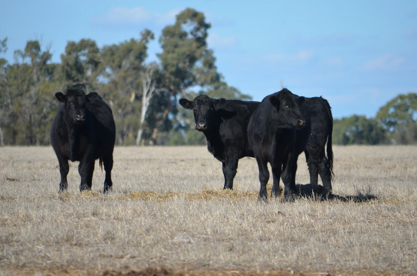 Additional image 24 of 1898 Patyah Road, Edenhope VIC 3318