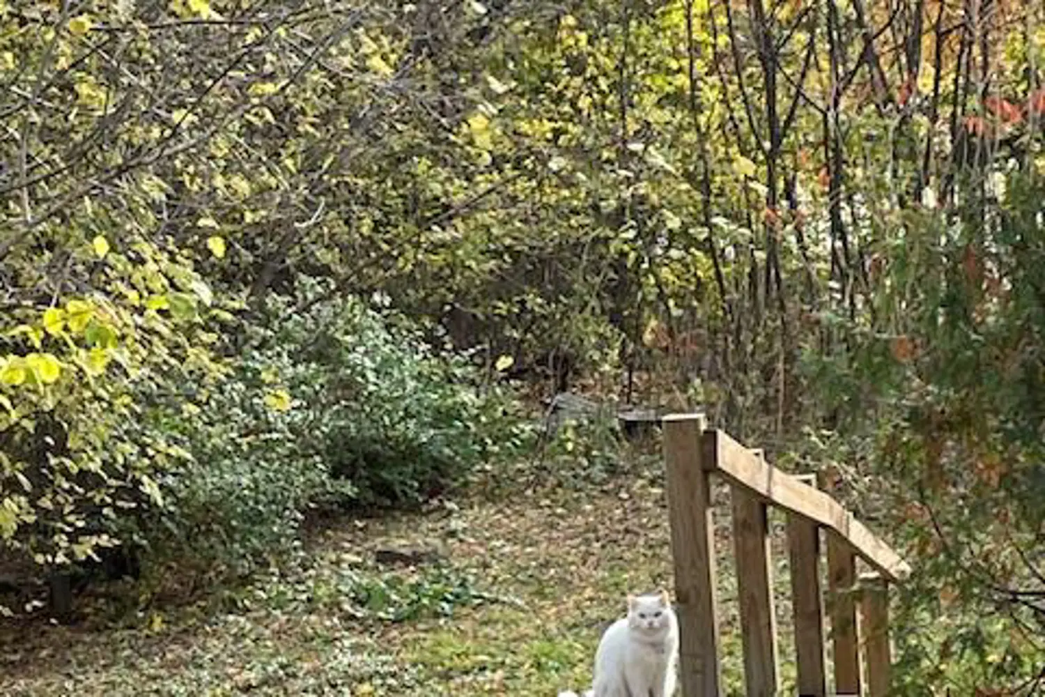 Additional image 6 of 33 Olmstead Street