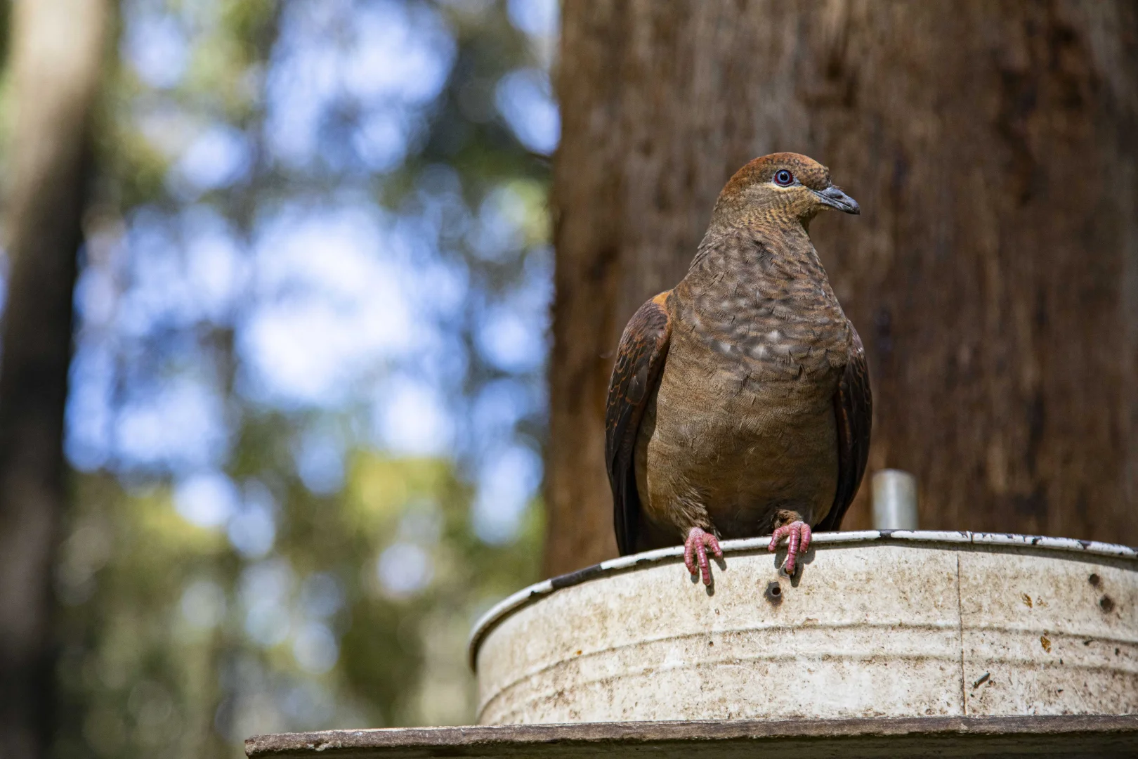Additional image 20 of 576 Sandy Creek Road, Quorrobolong NSW 2325