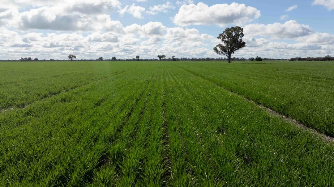 Additional image 11 of Cheecome and Carols, Moree NSW 2400