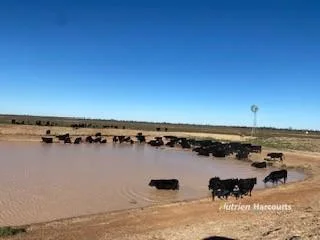 Additional image 7 of * Magenta Aggregation, Balranald NSW 2715