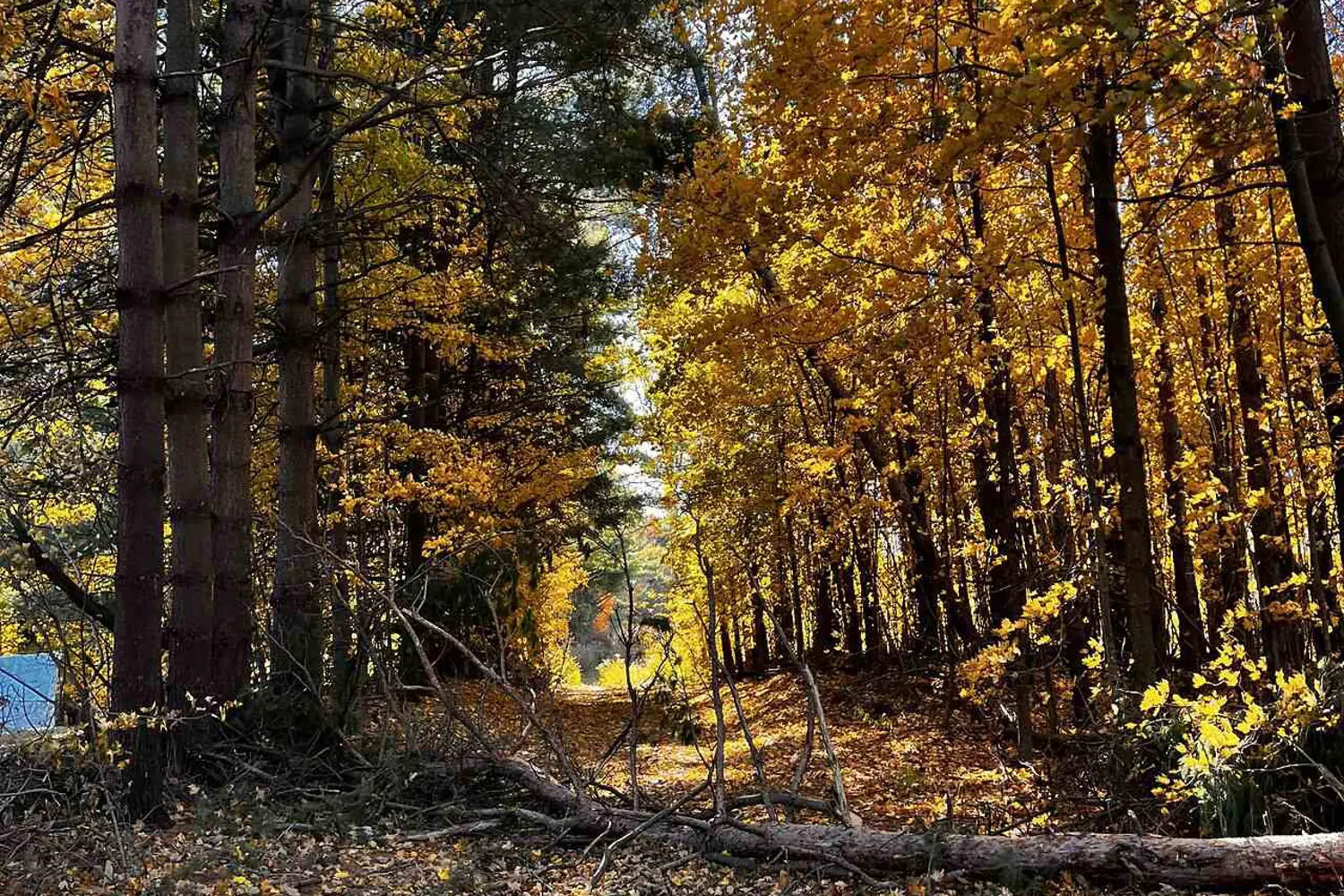 Additional image 20 of Pt Lt 140&141 Col Talbot Road