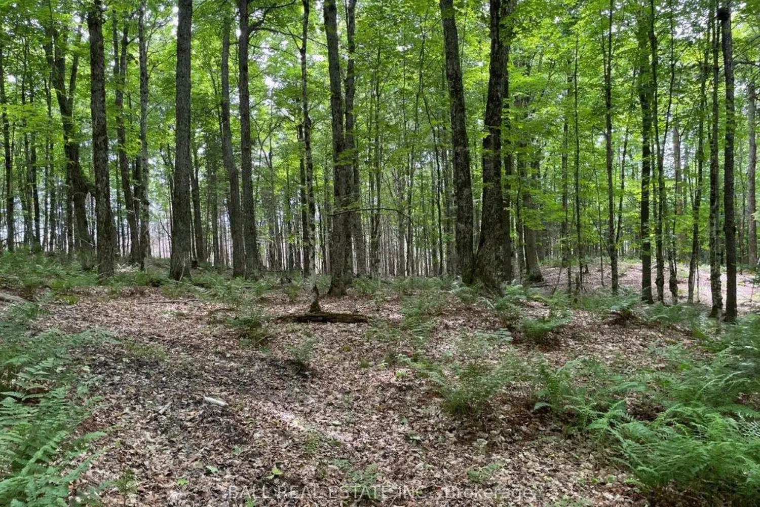 Additional image 6 of 1350 Haliburton Lake Rd