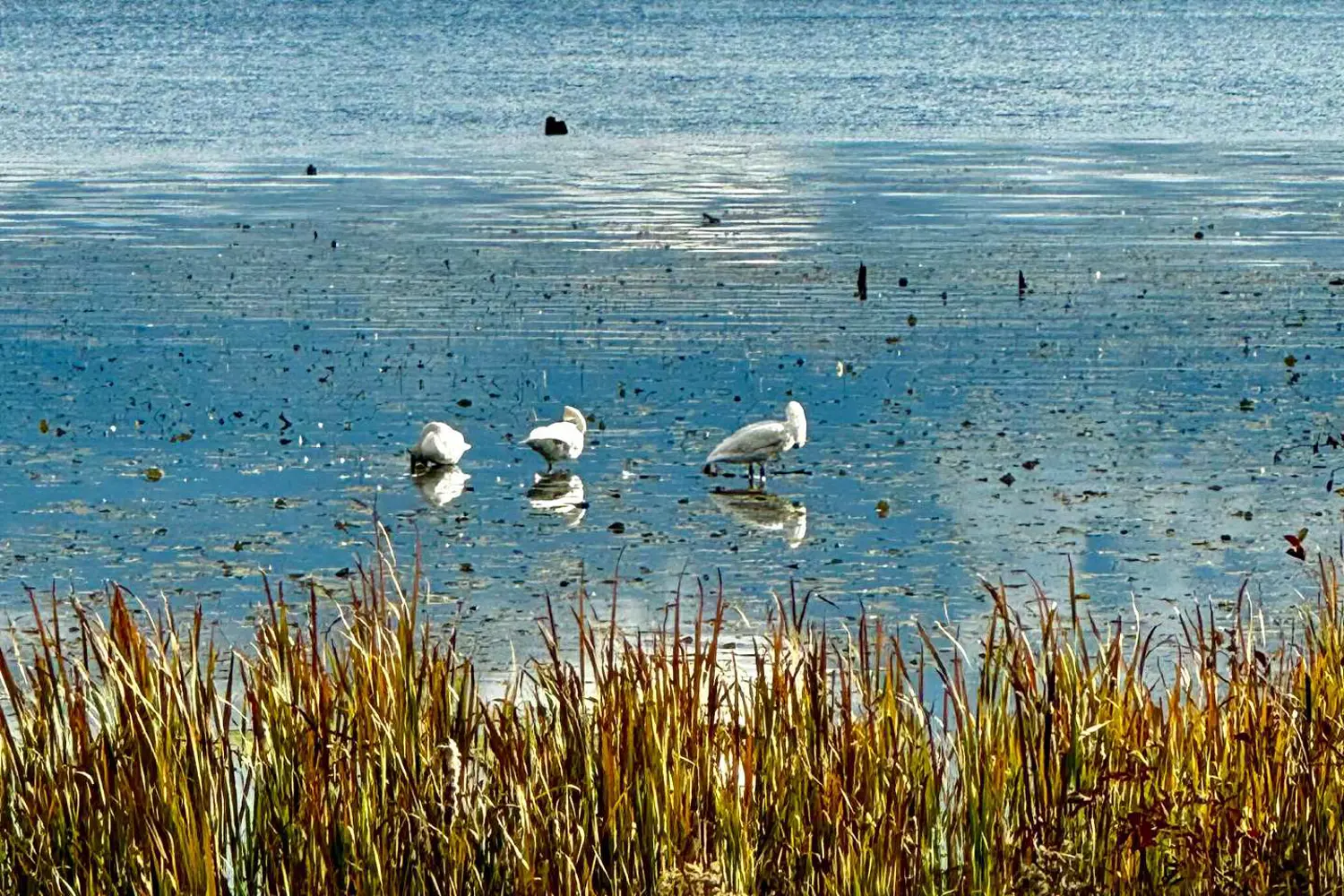 Additional image 20 of 586 Rohallion Road