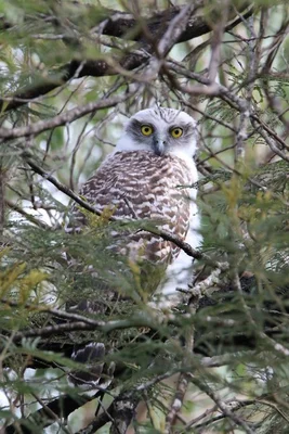 Additional image 27 of 250 Hoffmanns Road, Mooralla VIC 3314