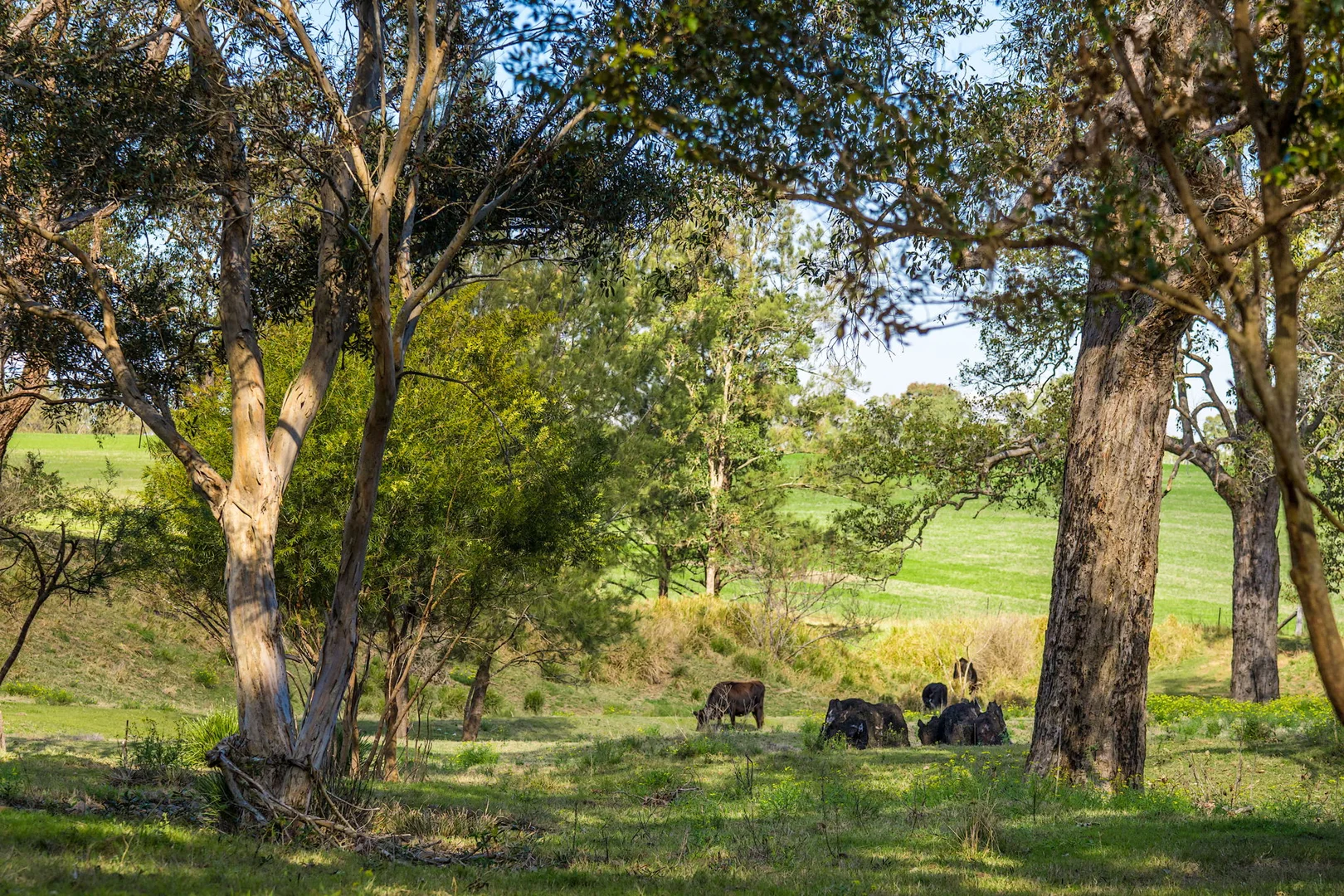 Additional image 9 of 119 Paddys Flat Road, Tabulam NSW 2469