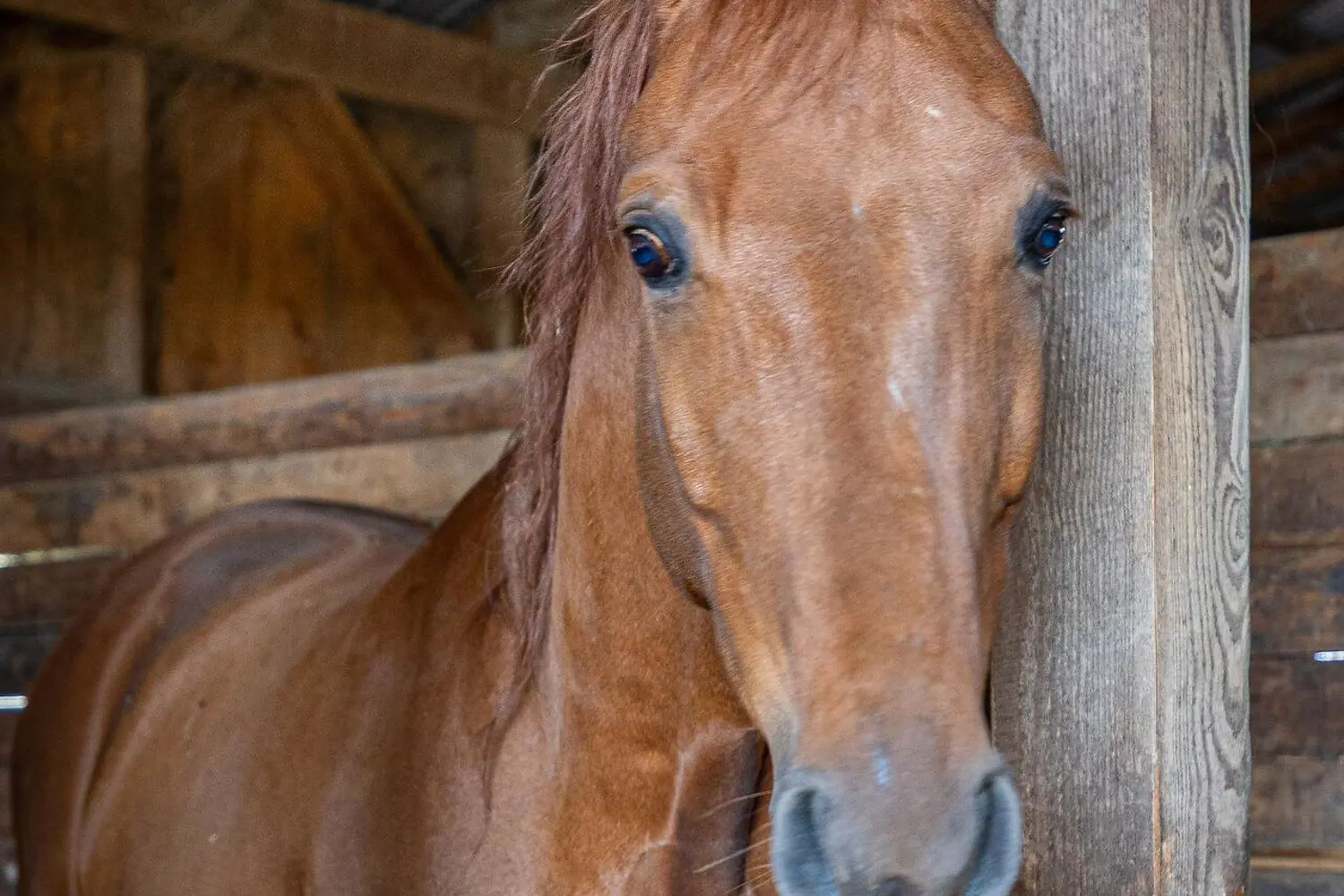 Additional image 20 of 442146 Concession Road 8