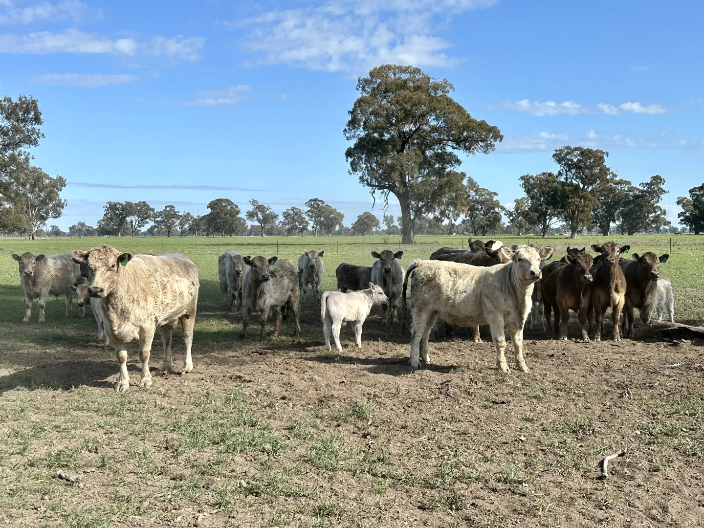 Additional image 10 of 2791 Sturt Highway, Wagga Wagga NSW 2650