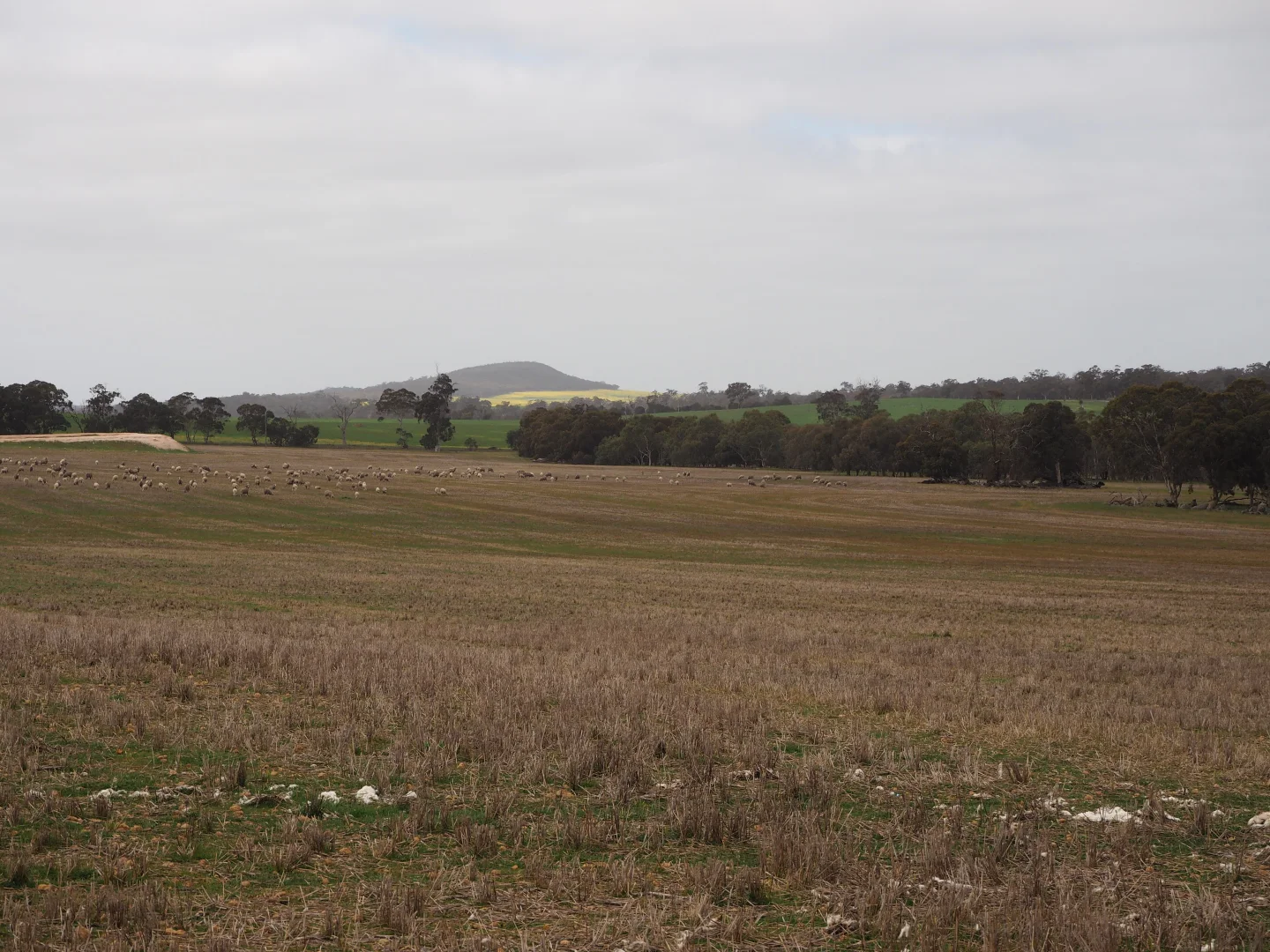 Additional image 4 of Dowrene Farm, Cnr Yerriminup and Yarralena Roads, Cranbrook WA 6321
