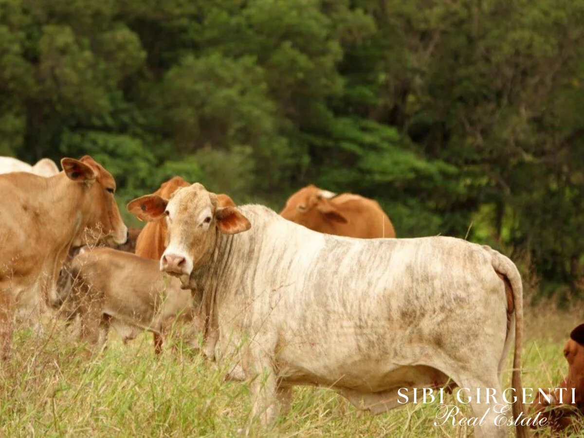 Additional image 10 of 1297 Mt Molloy Street, Mossman QLD 4873