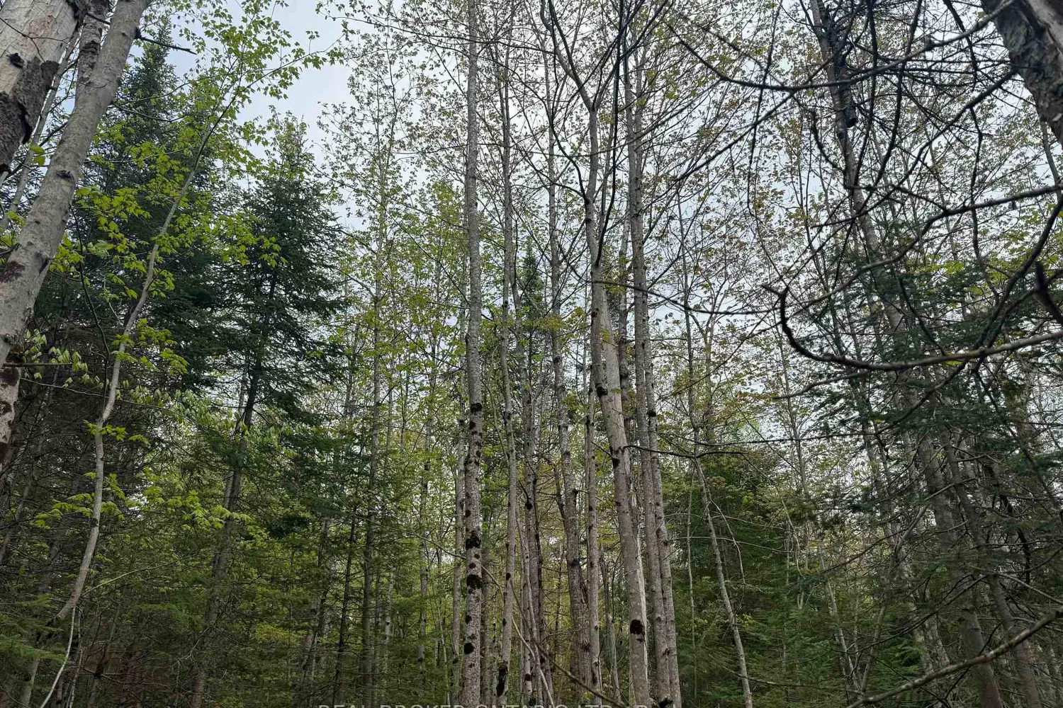Additional image 8 of 0 Bear Cave Road