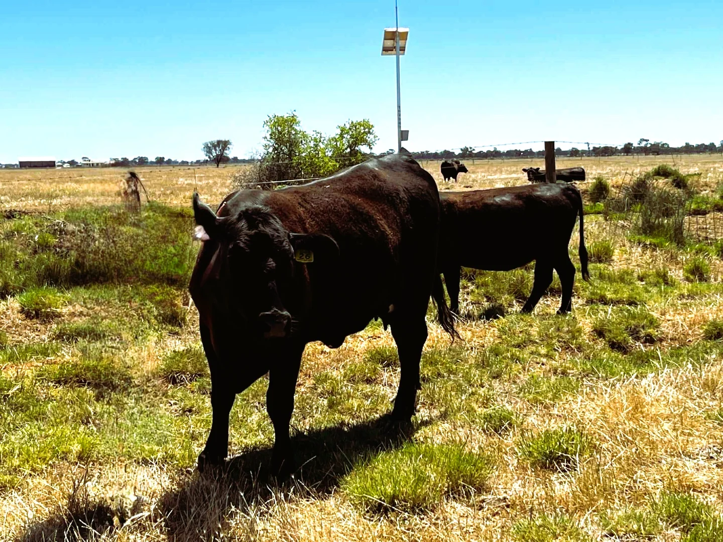 Additional image 7 of 8499 Murray Valley Highway, Kerang East VIC 3579